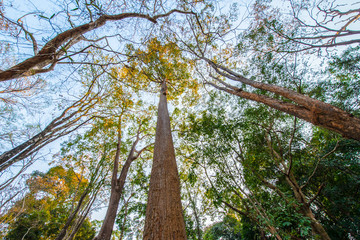 Deciduous trees start when hot.6