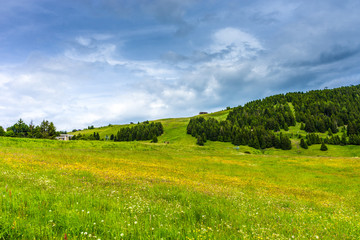Alpe di Siusi, Seiser Alm with Sassolungo Langkofel Dolomite, a close up of a lush green field