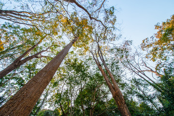 Fototapeta premium Deciduous trees start when hot.7