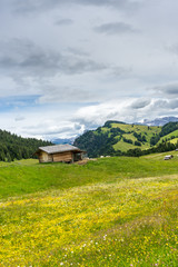 Alpe di Siusi, Seiser Alm with Sassolungo Langkofel Dolomite, a large green field with trees in the background