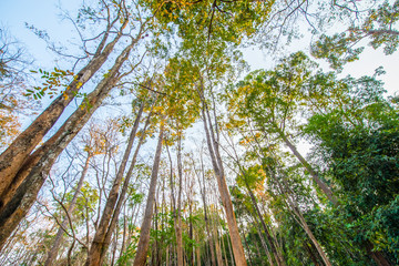 Deciduous trees start when hot.11