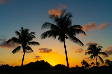 Fototapeta na wymiar tropical landscape of coconut trees silhouette during sunset