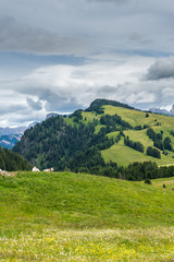 Alpe di Siusi, Seiser Alm with Sassolungo Langkofel Dolomite, a herd of sheep grazing on a lush green field