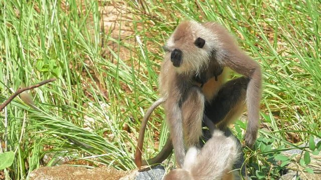 Mother and baby of Gray Langur monkey or Hanuman Semnopithecus in wild nature of Sri Lanka Yala national park