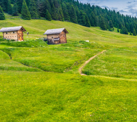 Alpe di Siusi, Seiser Alm with Sassolungo Langkofel Dolomite, a close up of a lush green field