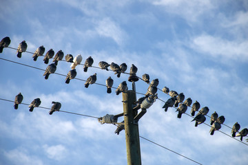 pigeons on a power line 