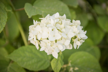 Little white flowers in the garden