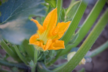 Beautiful orange flower in the garden