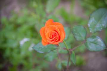 Beautiful orange rose with blurred background in the garden