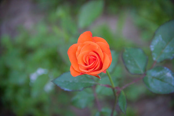 Beautiful orange rose with blurred background in the garden