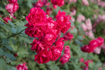 Colorful spray roses in the garden background