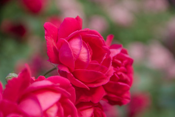 Beautiful red spray roses, blurred background