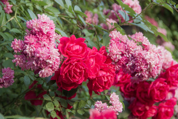 Colorful spray roses in the garden background