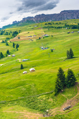 Obraz premium Italy, Alpe di Siusi, Seiser Alm with Sassolungo Langkofel Dolomite, a herd of sheep walking across a lush green field