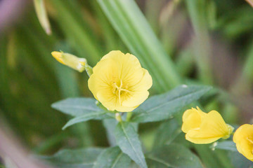 Yellow Oenothera macrocarpa (Primrose) in natural environment