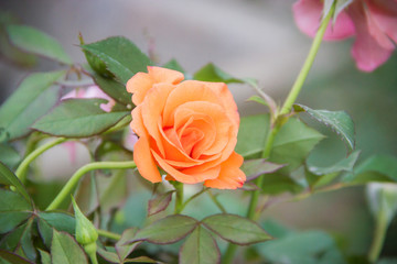 Beautiful orange rose with blurred background in the garden