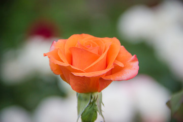 Beautiful orange rose with blurred background in the garden