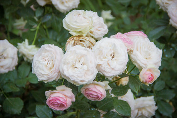 White and pink spray roses in the garden