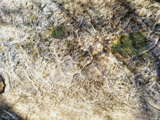 lichen on rock