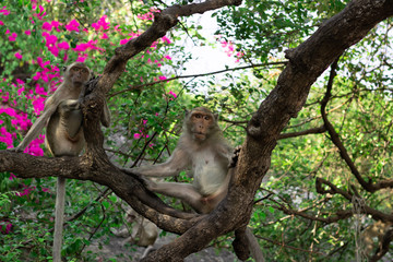 Wild Macaque on a tree in Prachuap Kiri Khan