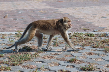 Wild Macaque on the road in Prachuap Kiri Khan