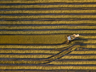 Harvester in the Paddy Field