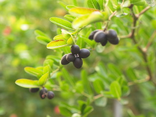 Carunda or  Karonda seeds ripe pink or red colorful from the tree. from the Local Village in Thailand.