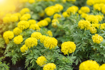 Marigold flowers in the garden at home