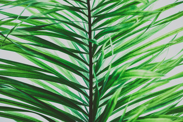 Palm tree foliage. Vintage tropical background. Retro toned. Macro photography.