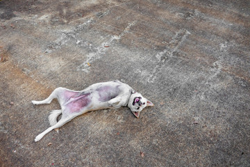 Tne three legs dog from accident is laying down to relax on the ground. 