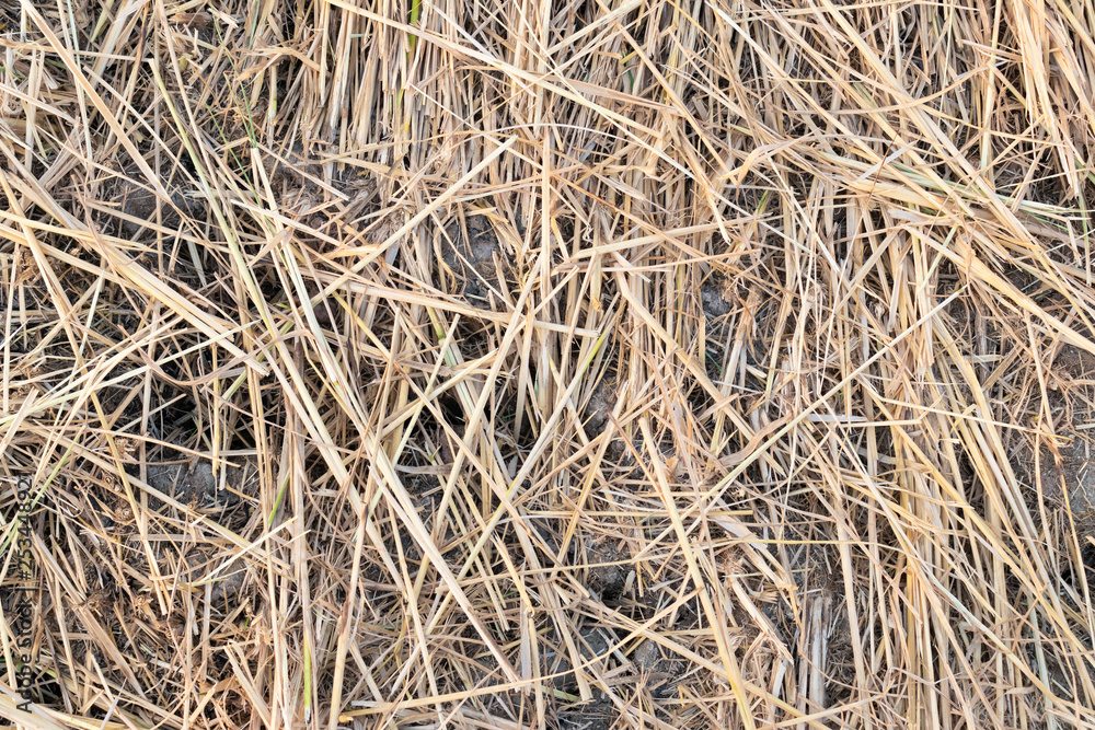 Wall mural the ground covered with straw