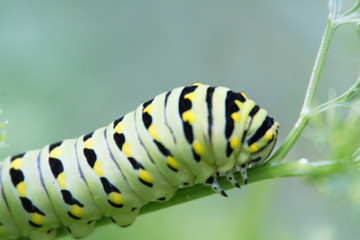 Green Caterpillar on Branch