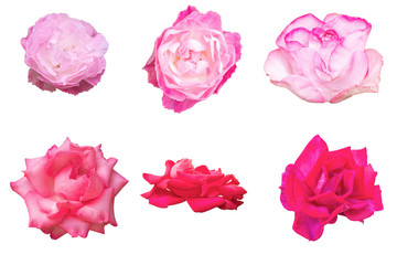 Blurred for Background.Pink rose isolated on the white background. Photo with clipping path.