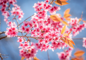 Blooming tree with the pink flowers.