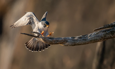 Peregrine Falcon in Flight 