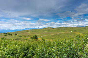 Alpe di Siusi, Seiser Alm with Sassolungo Langkofel Dolomite, a large green field with trees in the background