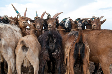 Gegenüberstehende, angebundene Ziegen vor dem Melken in der Steppe der Mongolei