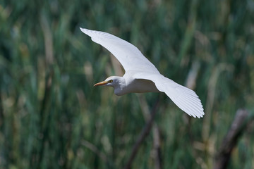 Cattle egret (Bubulcus ibis)