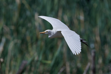 Cattle egret (Bubulcus ibis)