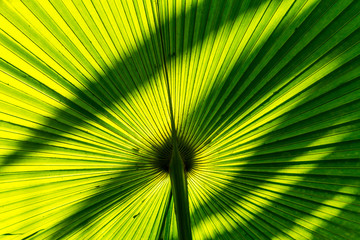 Fototapeta premium Background of nature