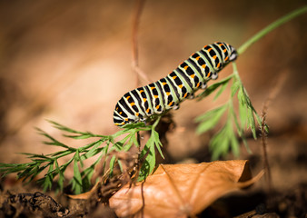 Schwalbenschwanz Raupe auf einem Blatt