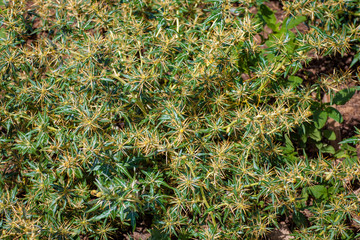 Xanthium spinosum yellow