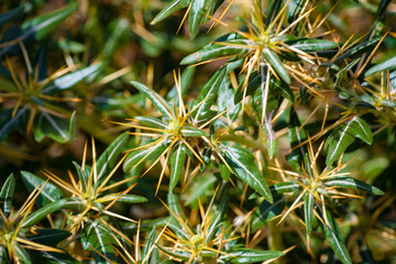 Xanthium spinosum yellow