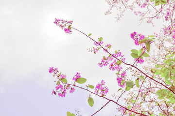 Obraz na płótnie Canvas Beautiful cherry blossom in nature