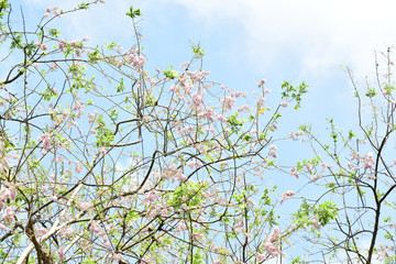 Cherry blossom with beautiful nature