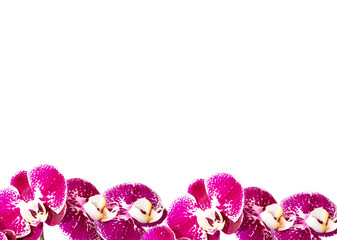 Flowers orchids. Background with a bouquet of flowers. Place to insert text. For bloggers,...