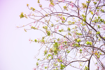 Obraz na płótnie Canvas Cherry blossom with beautiful nature