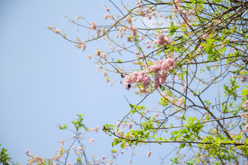 Cherry blossom with beautiful nature