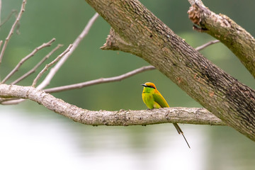Chestnut-headed Bee-eater (Merops leschenaulti) sitting on a branch