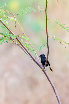 Black bird, A male Pied Bushchat.(Saxicola caprata)